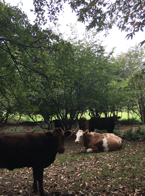 Screen Shot 2018-10-14 at 2.23.05 pm